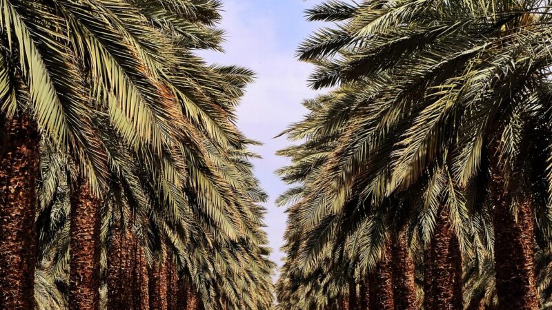 Startegically Positioned in Sustainable Production - Vitronexa Energy 1